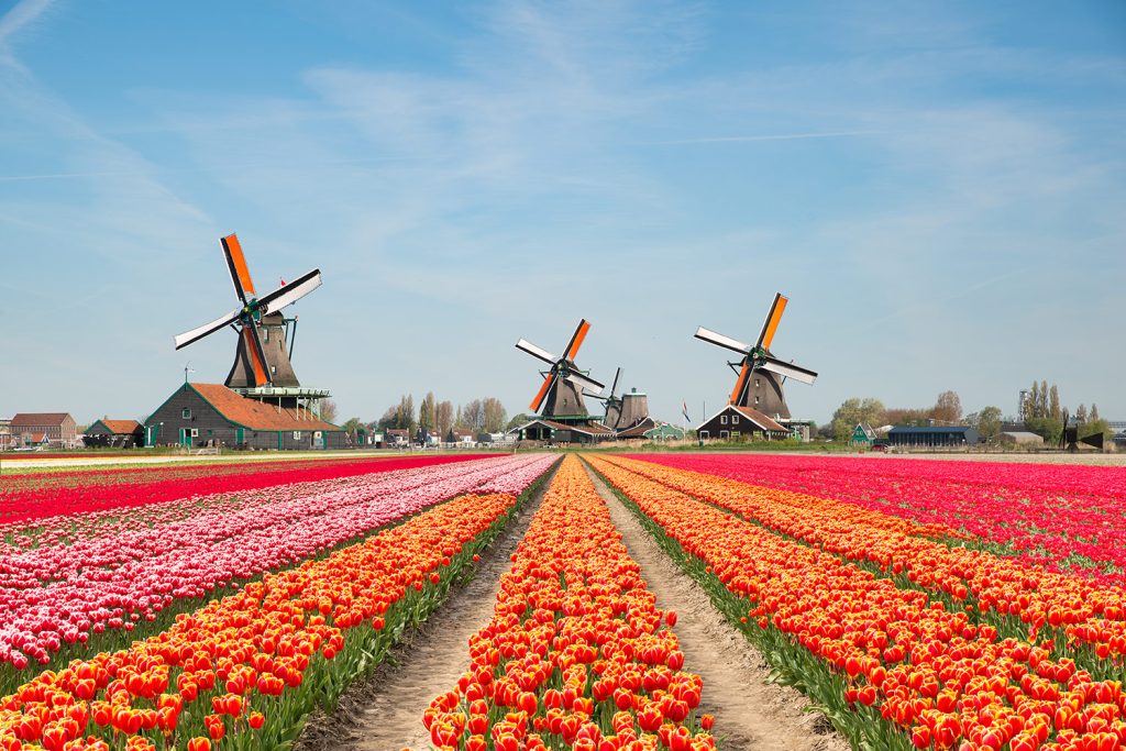 You Can Bring Home Your Own Bouquet From This Giant Texas Tulip Field