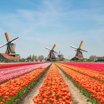 You Can Bring Home Your Own Bouquet From This Giant Texas Tulip Field