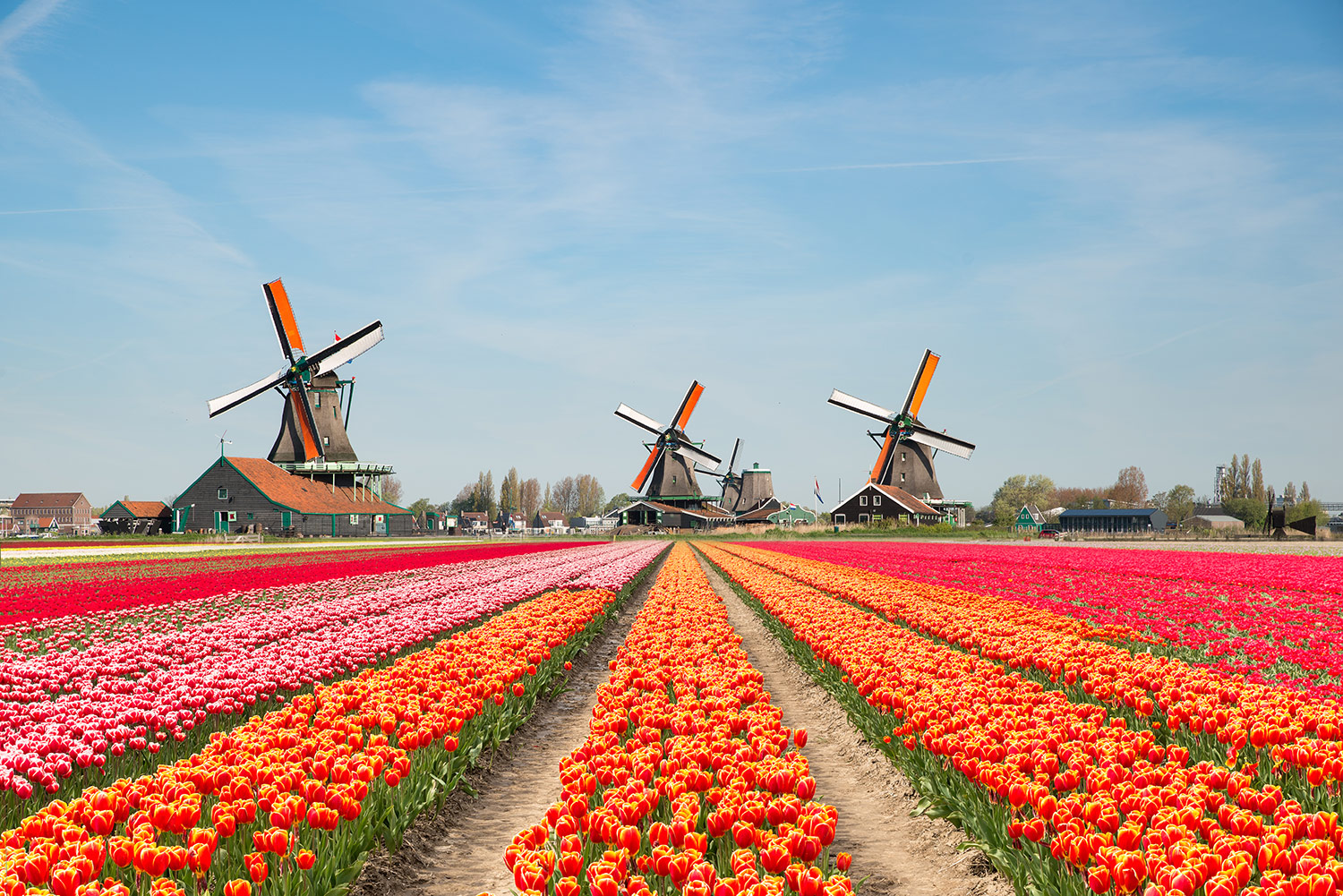 You Can Bring Home Your Own Bouquet From This Giant Texas Tulip Field