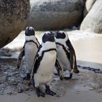 Discover the Top Attractions and Activities in Cape Town