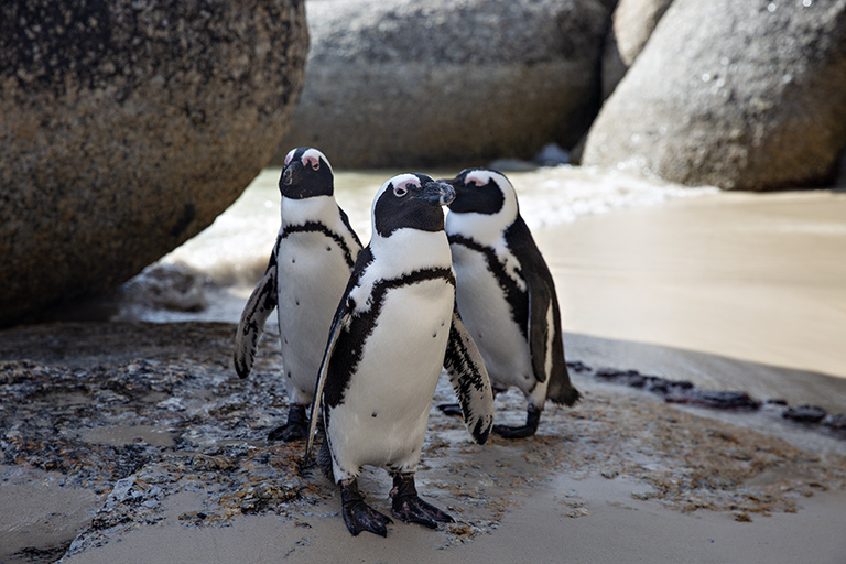 Discover the Top Attractions and Activities in Cape Town